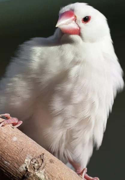 Papoušek na větev stromu (1 bílá) — Stock fotografie