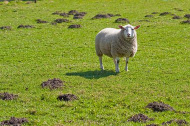 Texel sheep in lush grass field (1) clipart