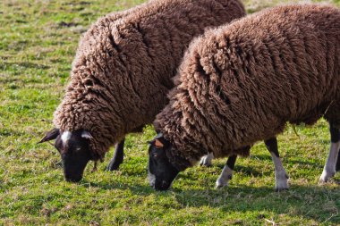 Balwen Welsh Mountain Sheep grazing (1) clipart