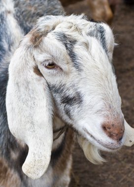 Nubian goat clipart