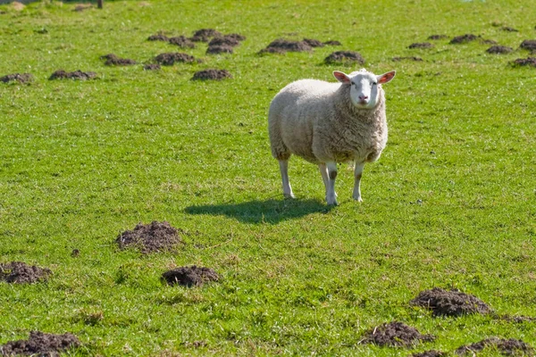 Texel ovelhas em campo de grama exuberante (1 ) — Fotografia de Stock