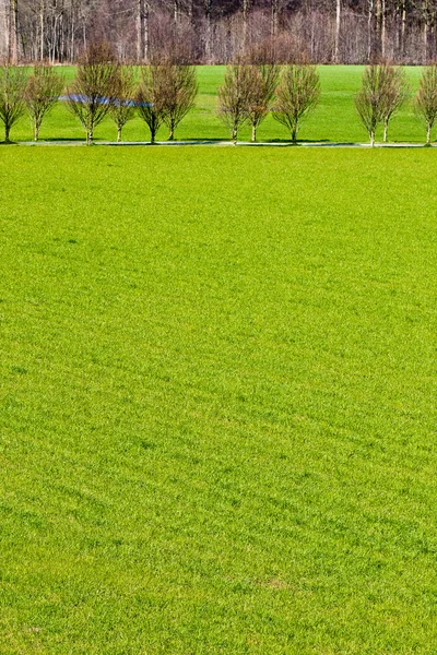 Lush green fields — Stock Photo, Image