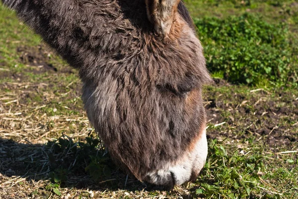 Donkey grazing — Stock Photo, Image