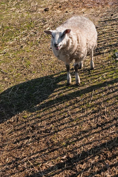 Small texel sheep walking by fence — Stock Photo, Image