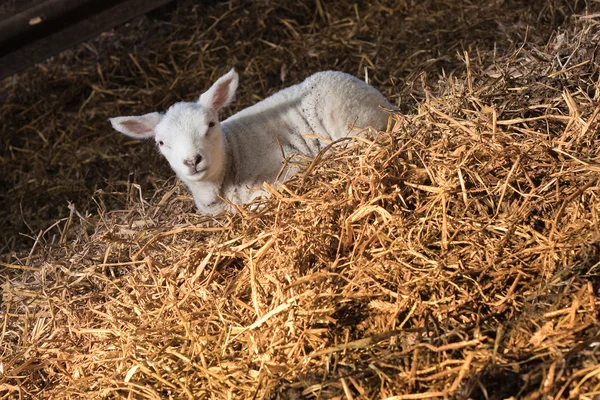 Lamb in haystack — Stock Photo, Image