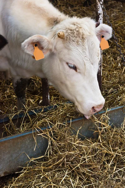 Vaca branca alimentando com feno — Fotografia de Stock