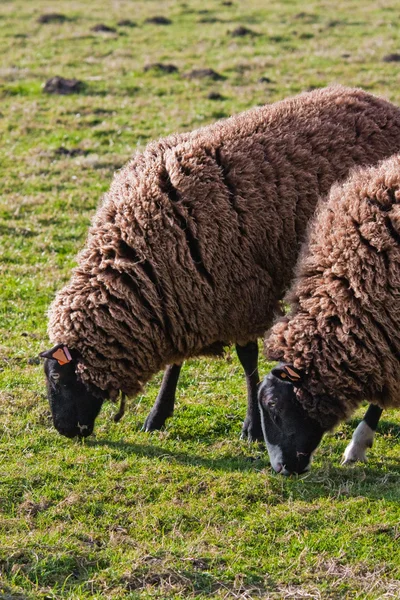 Balwen Welsh Mountain Sheep pastoreio (2 ) — Fotografia de Stock