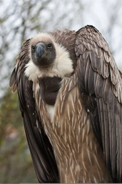 stock image African White-backed Vulture (1)