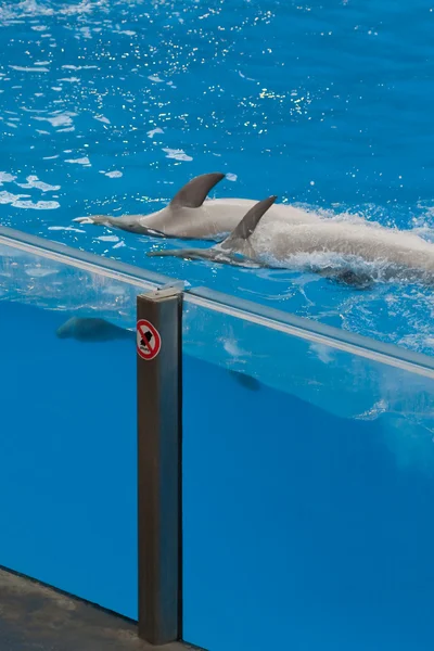 Dolfijnen zwemmen op rug in zwembad — Stockfoto