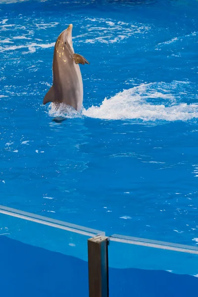 Dolphin swimming backward in pool — Stock Photo, Image