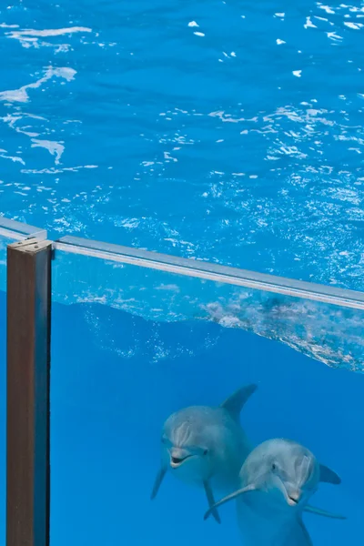 Дельфины смотрят сквозь стекло бассейна — стоковое фото