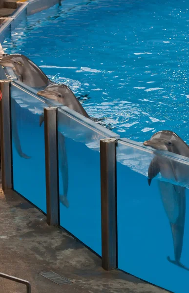 Dolphins leaning on edge of pool — Stock Photo, Image