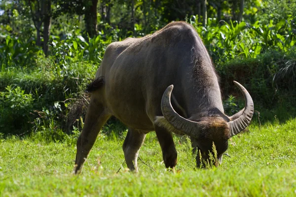 stock image Water buffalo grazing in field
