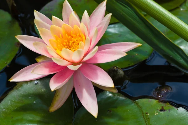 stock image Lotus flower in pond (2)