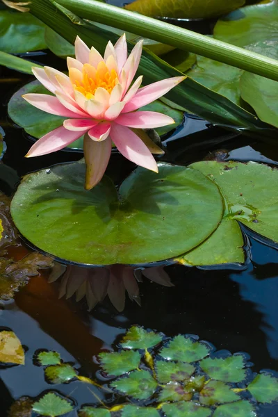 Цветок лотоса в пруду (1 ) — стоковое фото