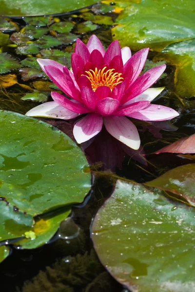 stock image Lotus flower in pond (3)