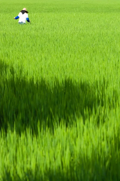 stock image Local woman walking through rice paddy