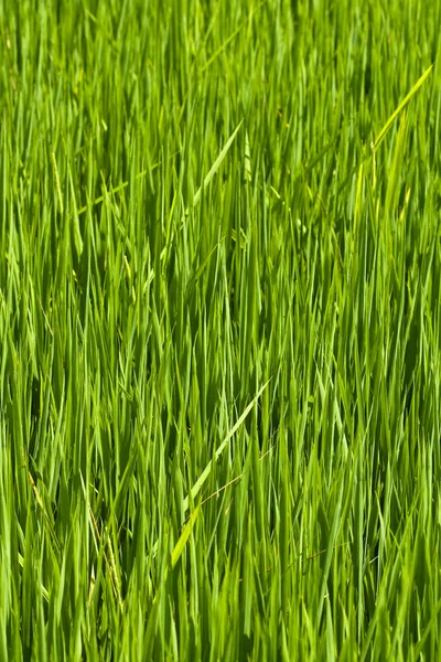 Closeup de arroz paddy — Fotografia de Stock