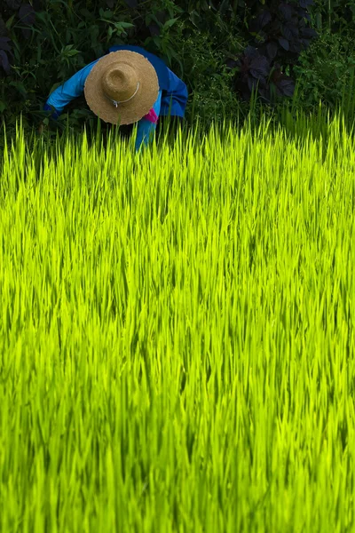田んぼに麦藁帽を持つ古い女性 — ストック写真