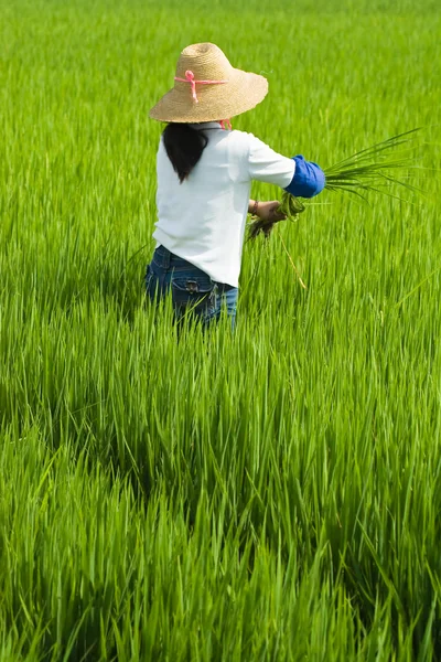 Lokale vrouw die werkt in rijstveld — Stockfoto