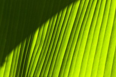 Banana leaf detail (2) clipart