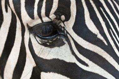 Zebra's eye hidden in stripes clipart