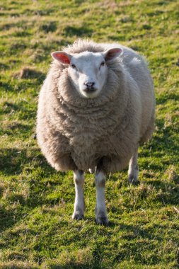 Texel sheep on grass field clipart