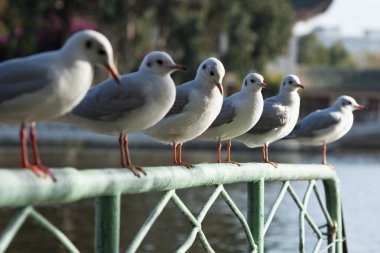 Row of sea gulls sitting on a fence clipart
