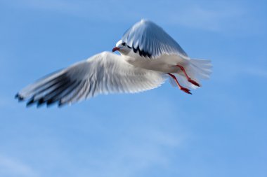 Sea gull flying high in sky clipart