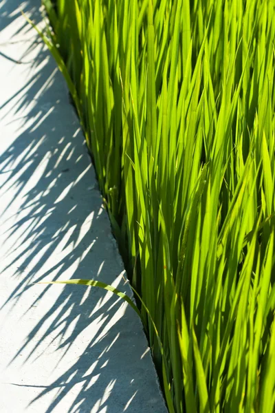 Plantas de arroz com sombra no caminho de concreto — Fotografia de Stock
