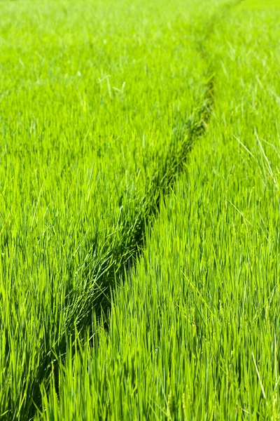 Caminho através de arroz paddy — Fotografia de Stock