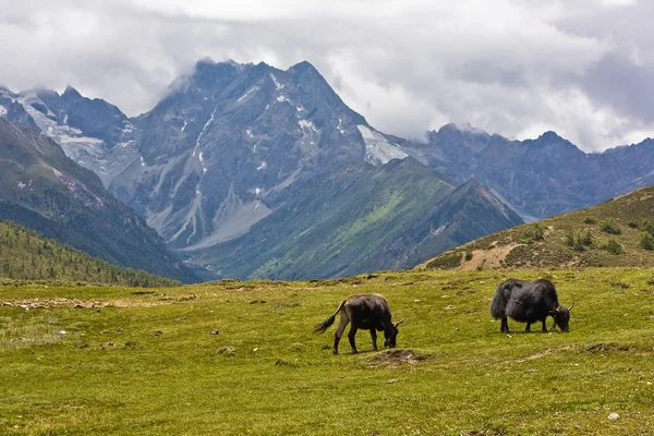 Yaks grazing in tibetan highlands — Stock Photo, Image