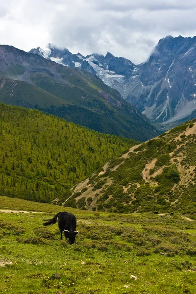 Yak grazing in tibetan highlands (1) — Stock Photo, Image