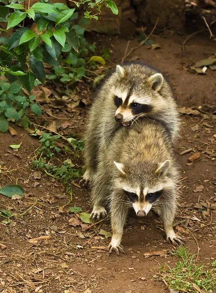 Raccoons mating — Stock Photo, Image