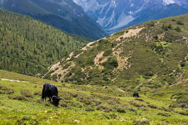 Yak grazing in tibetan highlands (2) — Stock Photo, Image