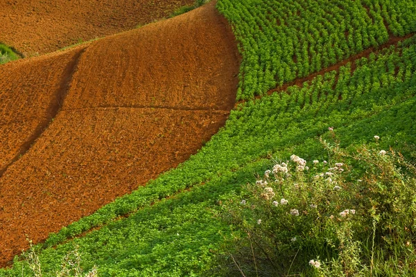 Curved potato fields in summer — Stock Photo, Image