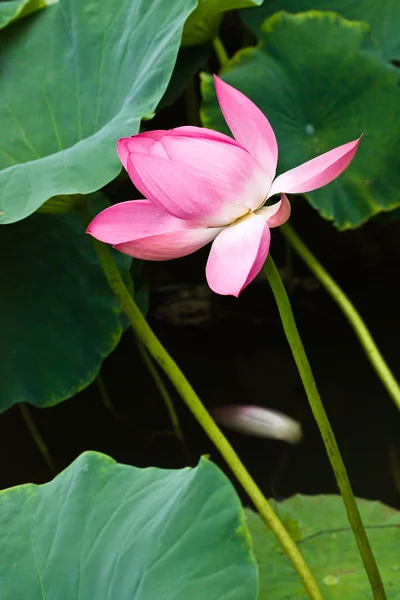 stock image Lotus flower