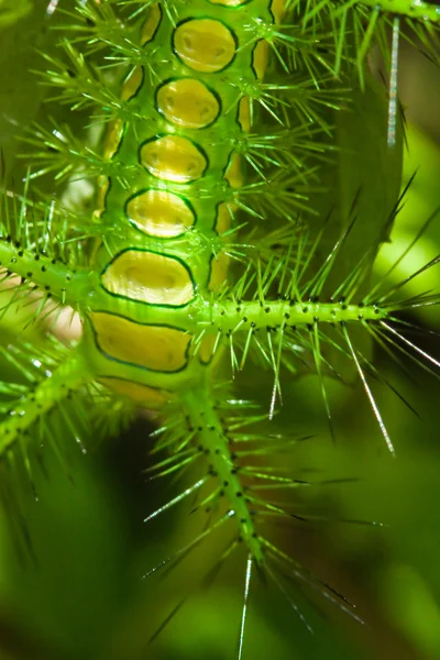 stock image Spectacular camouflaged caterpillar