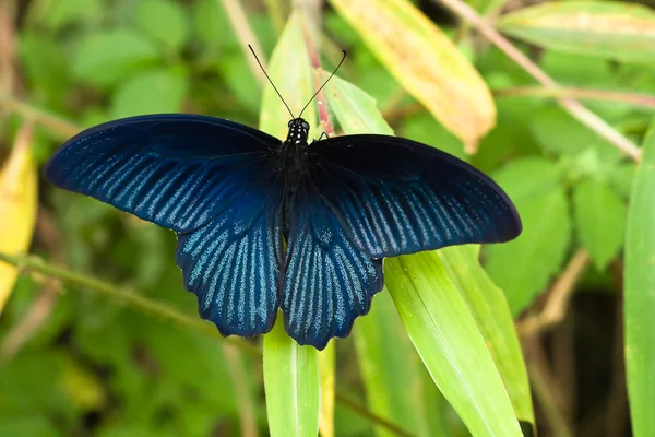 Stock image Vibrant blue butterfly