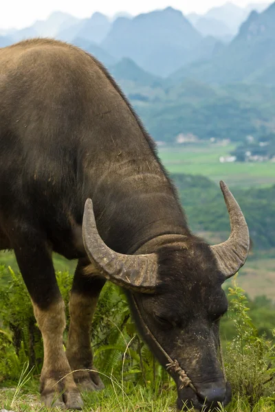 stock image Water buffalo grazing