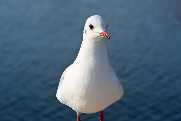 Red-billed gull (1) — Stock Photo, Image