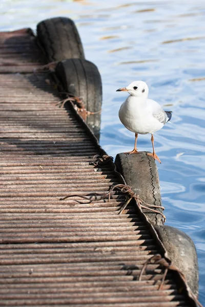 Sea gull sitting on pier — Stock Photo, Image