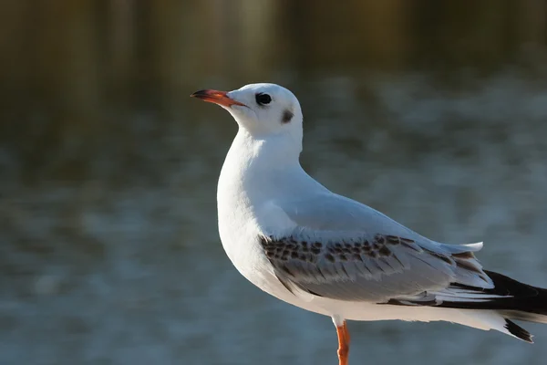 Red-billed gull (2) — Stock Photo, Image