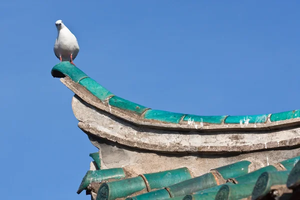 Sea gull sitting on chinese temple — Stock Photo, Image