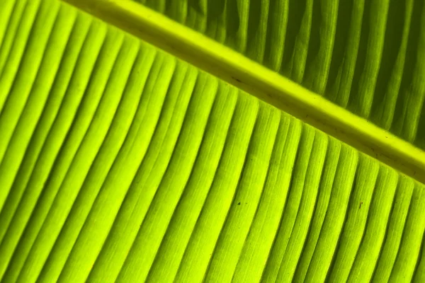Деталі бананового листя (1 ) Ліцензійні Стокові Зображення