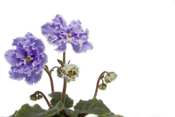 stock image Violets close-up