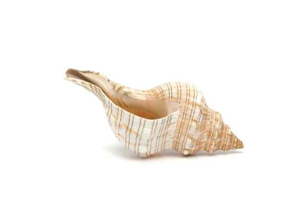 stock image Seashell