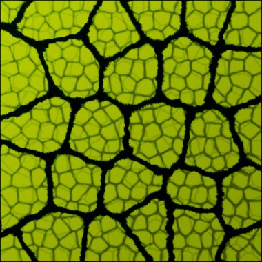 Macro leaf texture clipart