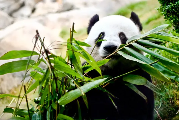 Panda Gigante Comendo Bambu PNG Imagens Gratuitas Para Download - Lovepik