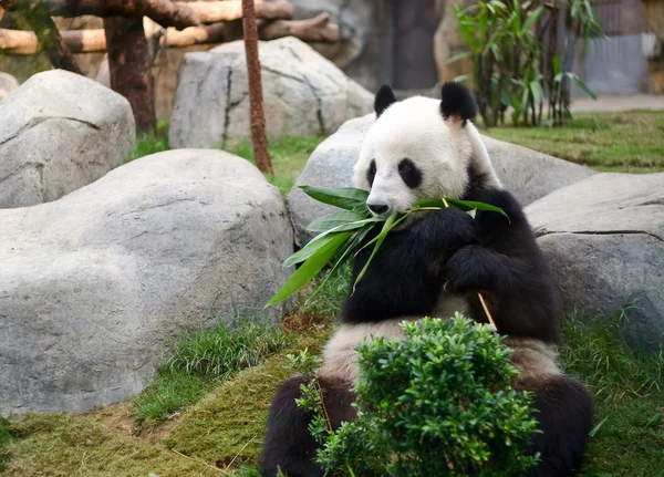 一只大熊猫 — 图库照片